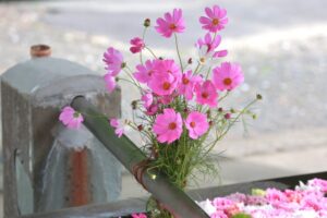 南宮大社、コスモス、10月秋、岐阜県不破郡の観光・撮影スポットの画像と写真