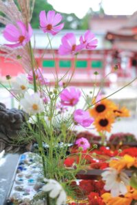南宮大社、コスモス、10月秋、岐阜県不破郡の観光・撮影スポットの画像と写真