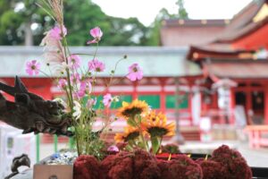 南宮大社、コスモス、10月秋、岐阜県不破郡の観光・撮影スポットの画像と写真