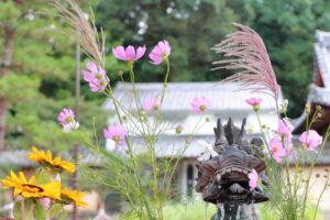 南宮大社、コスモス、10月秋、岐阜県不破郡の観光・撮影スポットの画像と写真