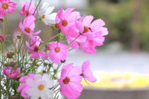 南宮大社、コスモス、10月秋、岐阜県不破郡の観光・撮影スポットの画像と写真