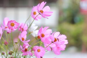 南宮大社、コスモス、10月秋、岐阜県不破郡の観光・撮影スポットの画像と写真