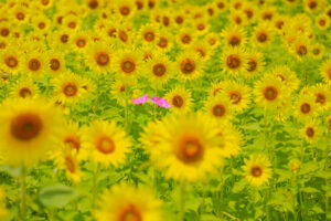 大口町ひまわり畑、7月の夏の花、愛知県大口町の観光・撮影スポットの名所