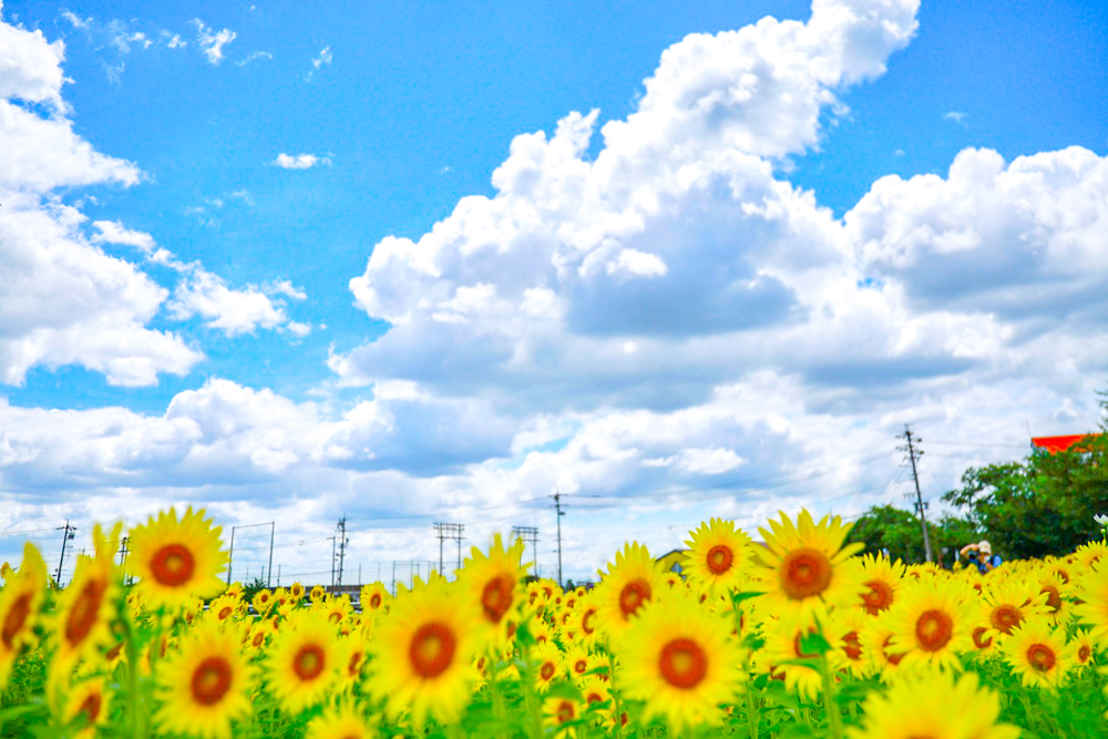 大口町ひまわり畑、7月の夏の花、愛知県大口町の観光・撮影スポットの名所