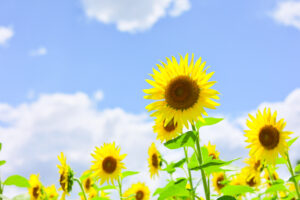 大口町ひまわり畑、7月の夏の花、愛知県大口町の観光・撮影スポットの名所