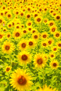 大口町ひまわり畑、7月の夏の花、愛知県大口町の観光・撮影スポットの名所