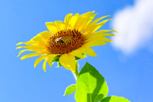 大口町ひまわり畑、7月の夏の花、愛知県大口町の観光・撮影スポットの名所