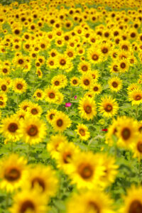 大口町ひまわり畑、7月の夏の花、愛知県大口町の観光・撮影スポットの名所