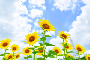 大口町ひまわり畑、7月の夏の花、愛知県大口町の観光・撮影スポットの名所