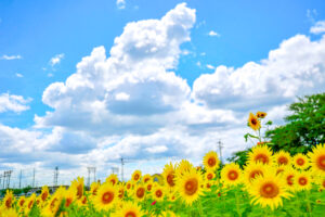 大口町ひまわり畑、7月の夏の花、愛知県大口町の観光・撮影スポットの名所