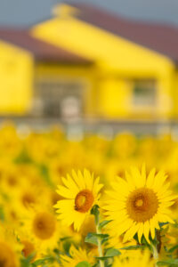 大口町ひまわり畑、7月の夏の花、愛知県大口町の観光・撮影スポットの名所