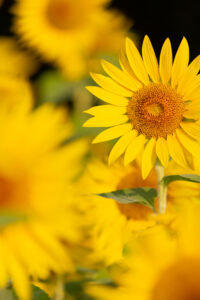 大口町ひまわり畑、7月の夏の花、愛知県大口町の観光・撮影スポットの名所
