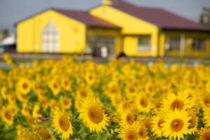 大口町ひまわり畑、7月の夏の花、愛知県大口町の観光・撮影スポットの名所