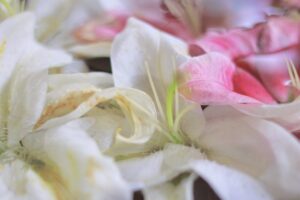 上飯田六所宮、花手水舎、名古屋市北区の観光・撮影スポットの名所