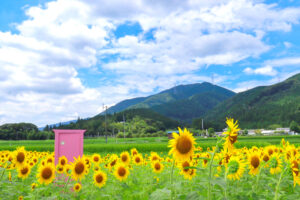関ケ原古戦場跡、ひまわり畑、8月の夏の花、岐阜県不破郡関ケ原の観光・撮影スポットの名所