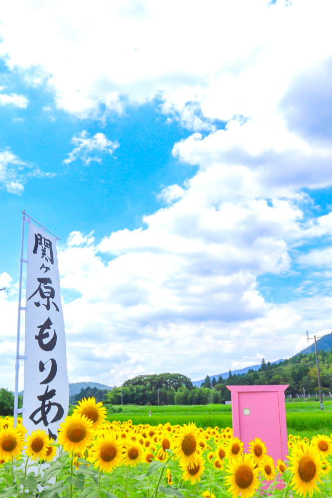 関ケ原古戦場跡、ひまわり畑、8月の夏の花、岐阜県不破郡関ケ原の観光・撮影スポットの名所