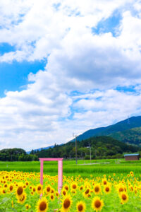 関ケ原古戦場跡、ひまわり畑、8月の夏の花、岐阜県不破郡関ケ原の観光・撮影スポットの名所