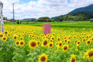 関ケ原古戦場跡、ひまわり畑、8月の夏の花、岐阜県不破郡関ケ原の観光・撮影スポットの名所