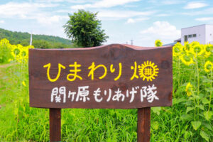 関ケ原古戦場跡、ひまわり畑、8月の夏の花、岐阜県不破郡関ケ原の観光・撮影スポットの名所