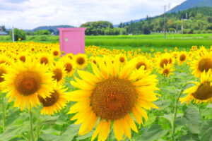 関ケ原古戦場跡、ひまわり畑、8月の夏の花、岐阜県不破郡関ケ原の観光・撮影スポットの名所