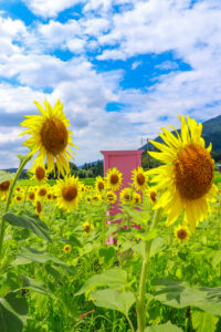 関ケ原古戦場跡、ひまわり畑、8月の夏の花、岐阜県不破郡関ケ原の観光・撮影スポットの名所