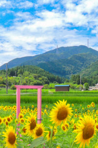 関ケ原古戦場跡、ひまわり畑、8月の夏の花、岐阜県不破郡関ケ原の観光・撮影スポットの名所