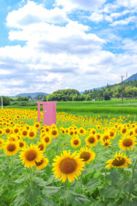 関ケ原古戦場跡、ひまわり畑、8月の夏の花、岐阜県不破郡関ケ原の観光・撮影スポットの名所