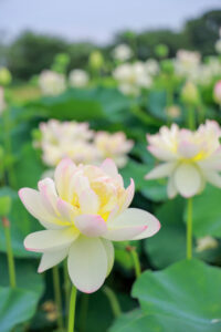 船頭平河川公園、ハス　7月夏の花、愛知県愛西市の観光・撮影スポットの画像と写真