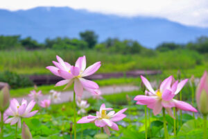 船頭平河川公園、ハス　7月夏の花、愛知県愛西市の観光・撮影スポットの画像と写真