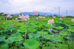 船頭平河川公園、ハス　7月夏の花、愛知県愛西市の観光・撮影スポットの画像と写真