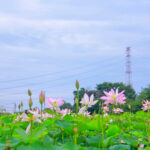 船頭平河川公園、ハス　7月夏の花、愛知県愛西市の観光・撮影スポットの画像と写真