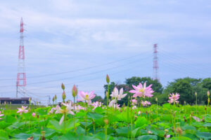 船頭平河川公園、ハス　7月夏の花、愛知県愛西市の観光・撮影スポットの画像と写真