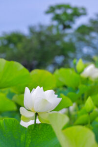 船頭平河川公園、ハス　7月夏の花、愛知県愛西市の観光・撮影スポットの画像と写真
