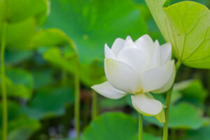 船頭平河川公園、ハス　7月夏の花、愛知県愛西市の観光・撮影スポットの画像と写真