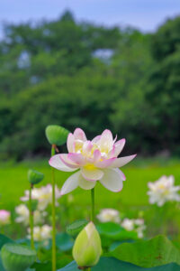 船頭平河川公園、ハス　7月夏の花、愛知県愛西市の観光・撮影スポットの画像と写真
