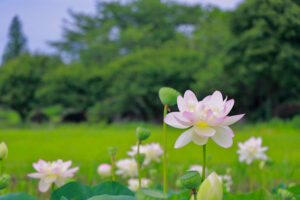 船頭平河川公園、ハス　7月夏の花、愛知県愛西市の観光・撮影スポットの画像と写真