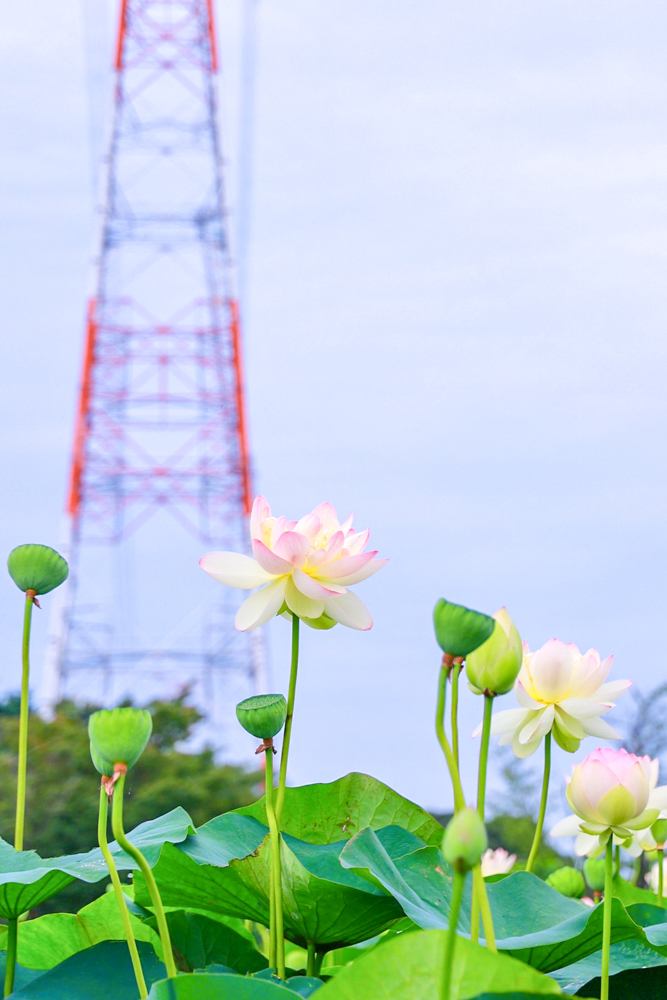 船頭平河川公園、ハス　7月夏の花、愛知県愛西市の観光・撮影スポットの画像と写真