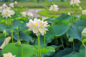 船頭平河川公園、ハス　7月夏の花、愛知県愛西市の観光・撮影スポットの画像と写真