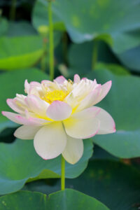 船頭平河川公園、ハス　7月夏の花、愛知県愛西市の観光・撮影スポットの画像と写真