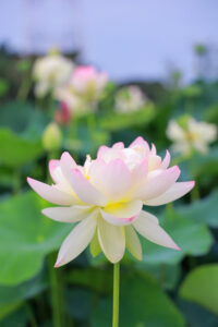 船頭平河川公園、ハス　7月夏の花、愛知県愛西市の観光・撮影スポットの画像と写真