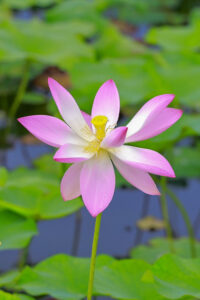船頭平河川公園、ハス　7月夏の花、愛知県愛西市の観光・撮影スポットの画像と写真