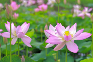 船頭平河川公園、ハス　7月夏の花、愛知県愛西市の観光・撮影スポットの画像と写真