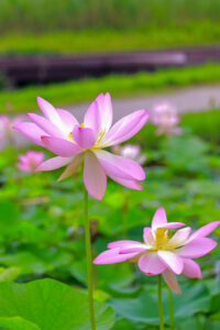 船頭平河川公園、ハス　7月夏の花、愛知県愛西市の観光・撮影スポットの画像と写真