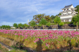 城山公園、コスモス・旭城、10月秋の花、愛知県尾張旭市の観光・撮影スポットの画像と写真