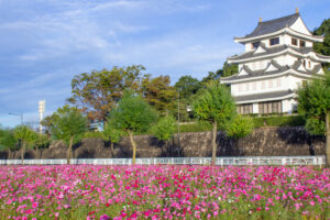 城山公園、コスモス・旭城、10月秋の花、愛知県尾張旭市の観光・撮影スポットの画像と写真