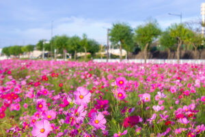 城山公園、コスモス・旭城、10月秋の花、愛知県尾張旭市の観光・撮影スポットの画像と写真