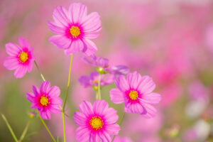 城山公園、コスモス・旭城、10月秋の花、愛知県尾張旭市の観光・撮影スポットの画像と写真