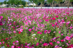 城山公園、コスモス・旭城、10月秋の花、愛知県尾張旭市の観光・撮影スポットの画像と写真