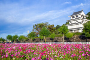 城山公園、コスモス・旭城、10月秋の花、愛知県尾張旭市の観光・撮影スポットの画像と写真
