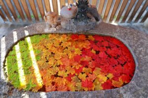 別小江神社、9月、紅葉、名古屋市北区の観光・撮影スポットの画像と写真